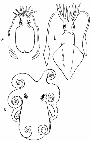 Fig. 22.—(a) Sepia officinalis, after Tryon, "Cephalopoda". (b) Loligo vulgaris, after Tryon. (c) The position usually adopted by the resting Octopus, after Tryon.