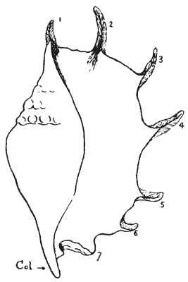 Fig. 5—Pterocera Bryonia. the Red Sea Spider-shell. Col.—the columella 1-7—the "claws".
