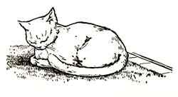 Sleeping cat