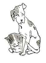 Cat and dog