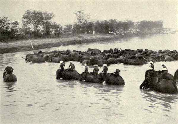 elephants crossing river