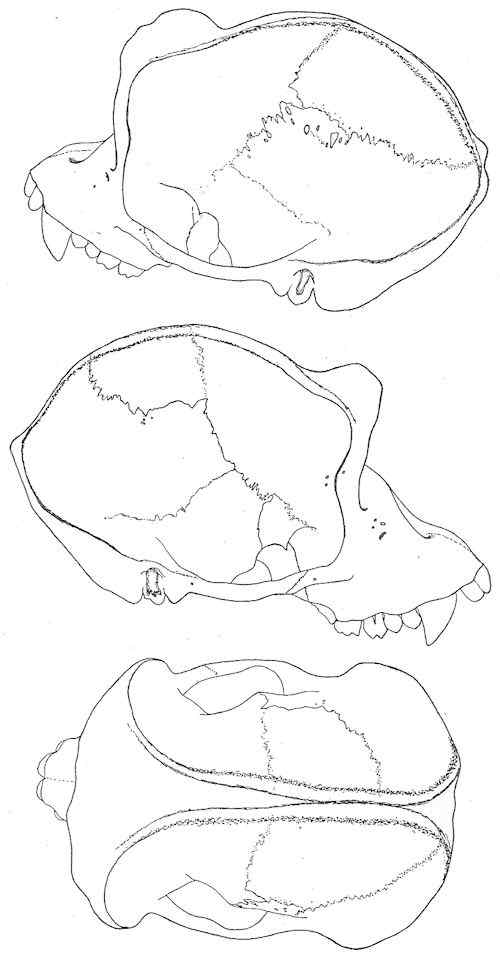 Skull views