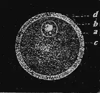 The human egg a hundred times enlarged.