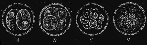 First commencement of the development of a mammal’s egg