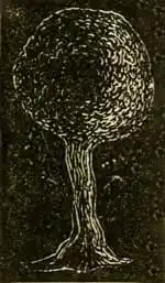 Navicula hippocampus.