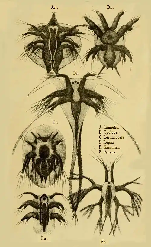 Nauplius. Youth-form of six Crab-fish. Pl. X.