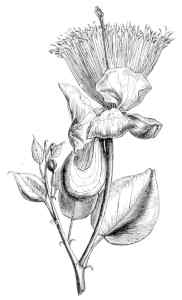 Title or description