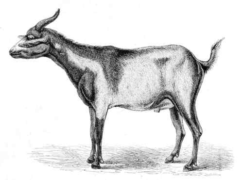 Dinka Goat