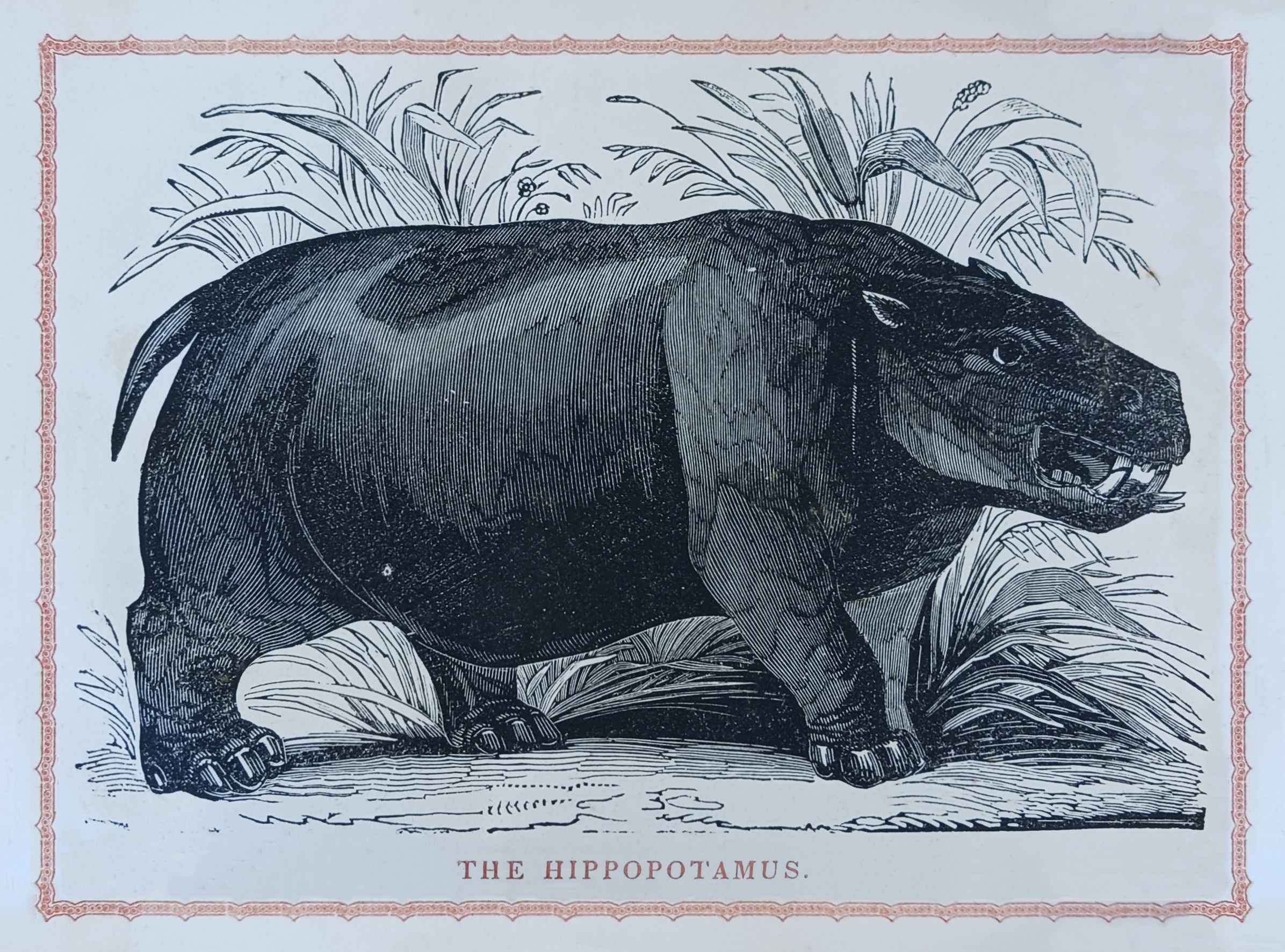 THE HIPPOPOTAMUS.