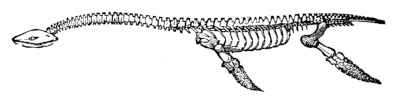 Plesiosaurus skeleton