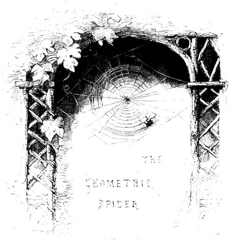 THE GEOMETRIC SPIDER