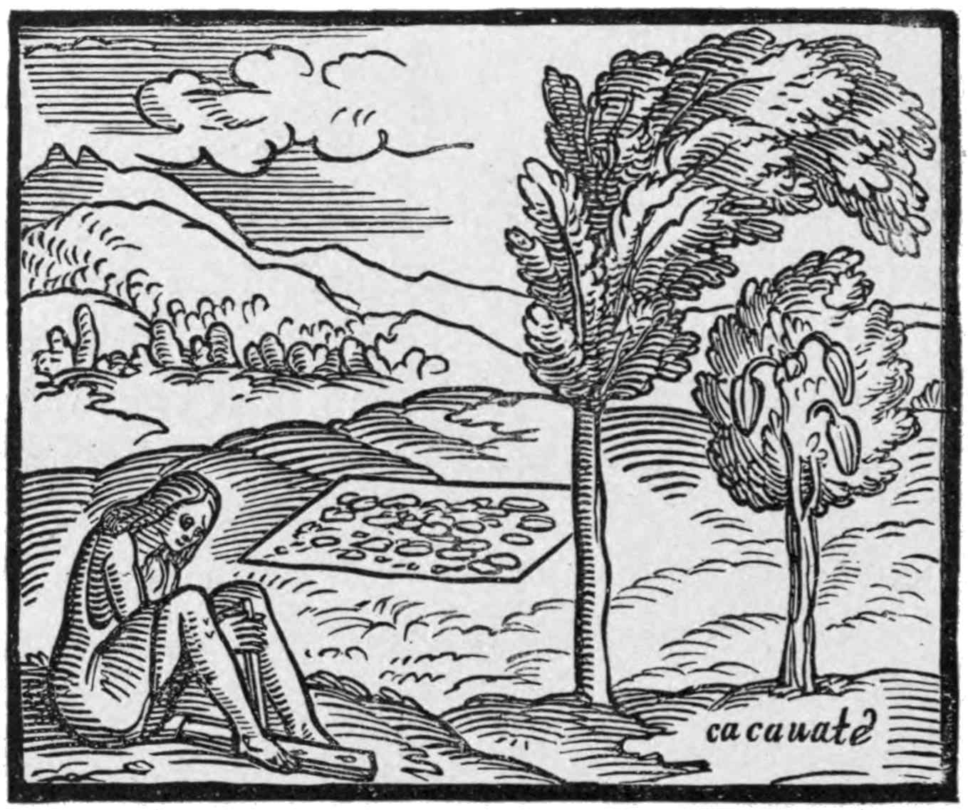 Cocoa tree or cacauate as described below