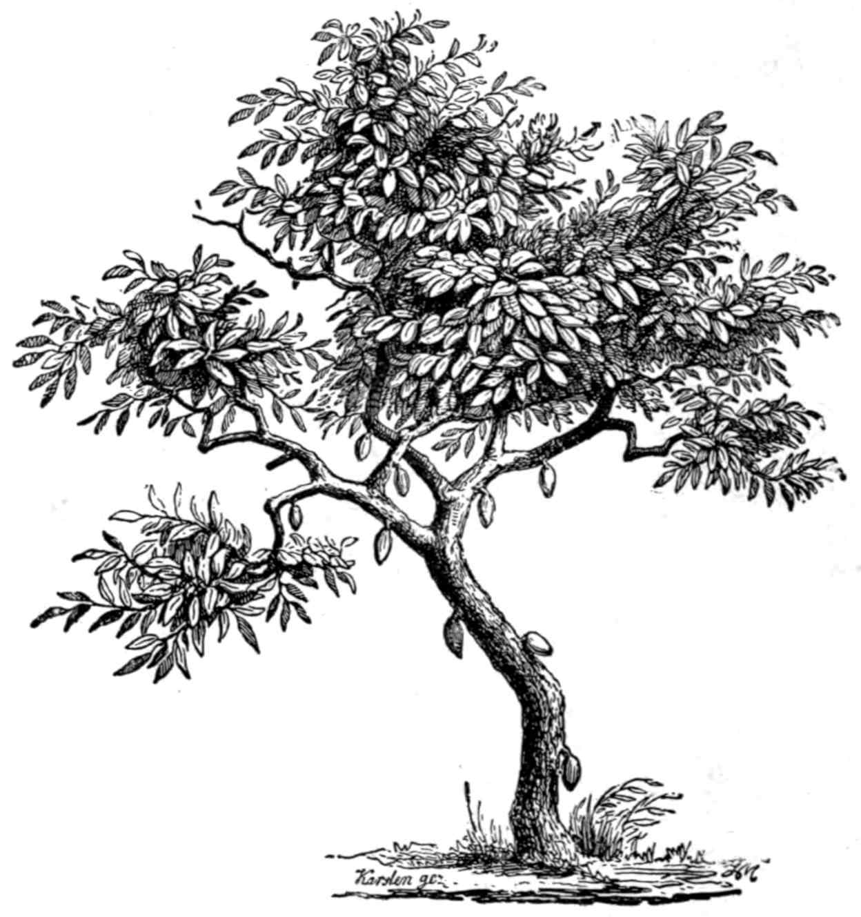 Cocoa tree