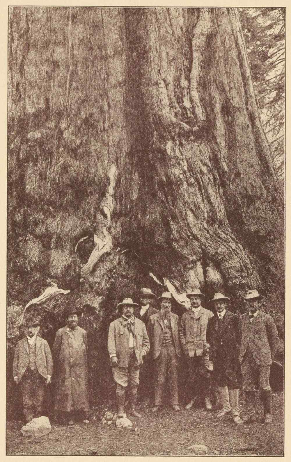 A picture depicting Theodore Roosevelt with other men in front of a large tree.