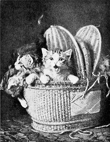 meowing kittens in basket