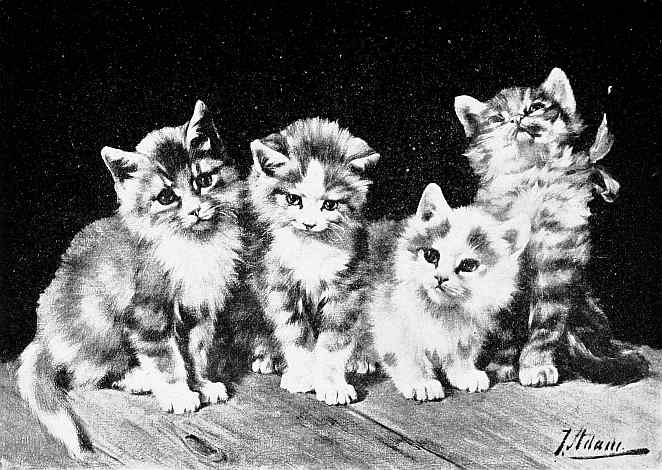 four kittens