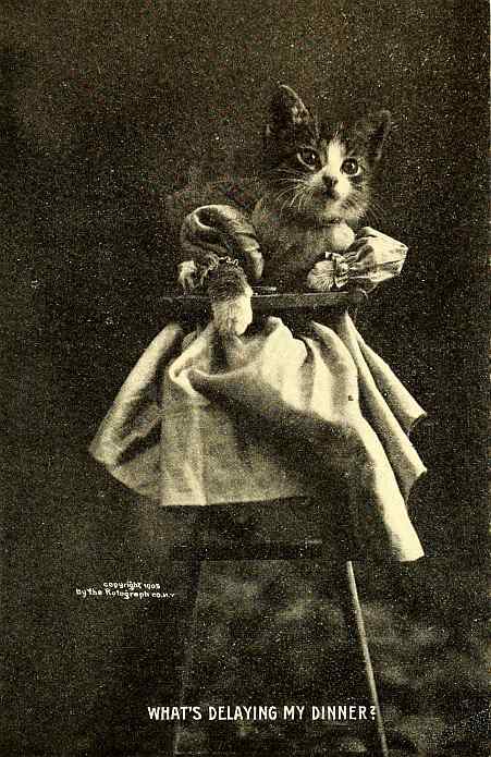 kitten in high chair