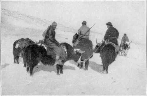 Several men riding yaks through the snow.